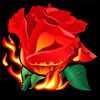Огненная роза